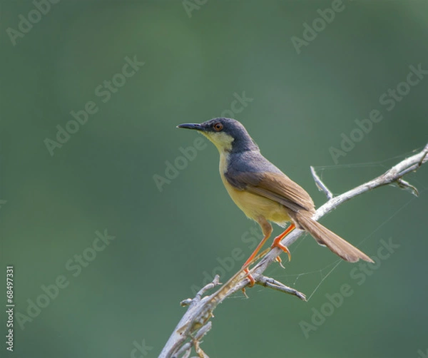 Obraz Ashy Prinia(Prinia Socialis)