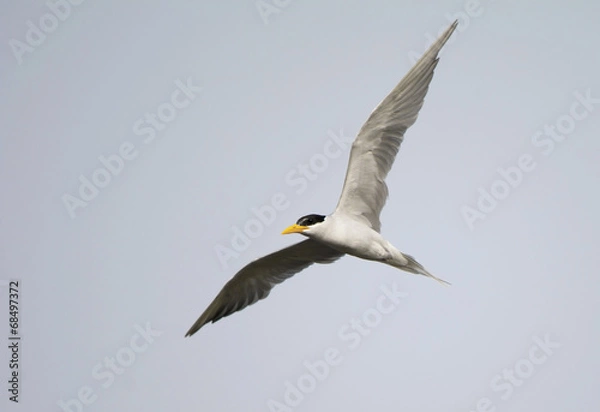 Obraz River Tern (Sterna Aurantia)