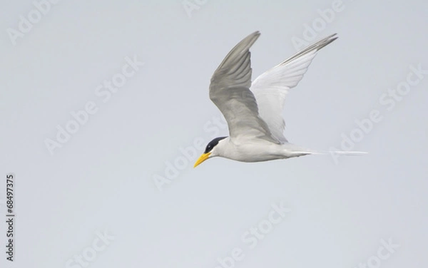 Obraz River Tern (Sterna Aurantia)