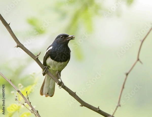 Obraz Oriental Magpie Robin (Copsychus Saularis)