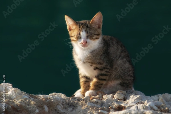 Obraz Cute kitten with brown and white fur and gray stripes, sitting on a white rock. The cat has closed eyes and is basking in the sunlight.