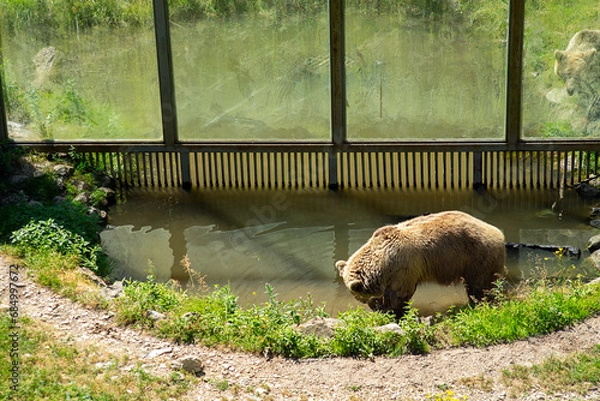 Fototapeta Two bears are locked in a captivity