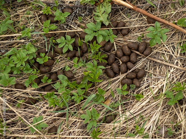 Fototapeta Moose droppings on dry grass