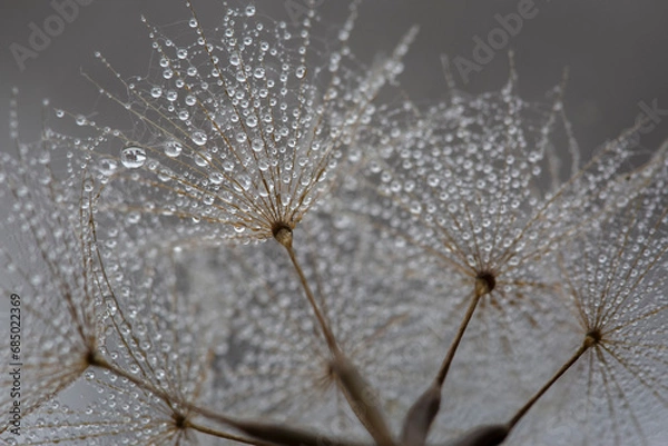 Obraz Dmuchawce i krople wody.