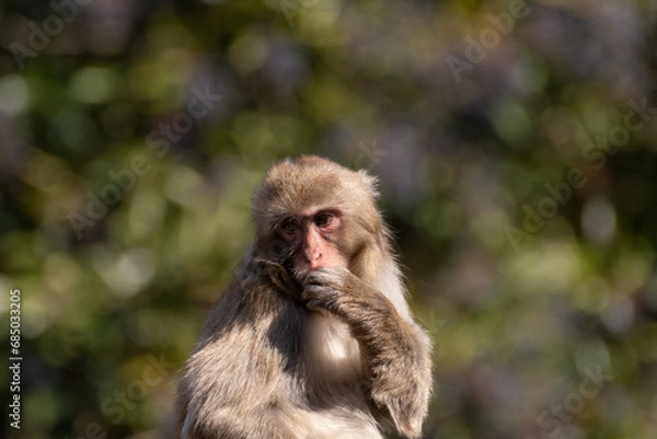 Fototapeta ニホンザル