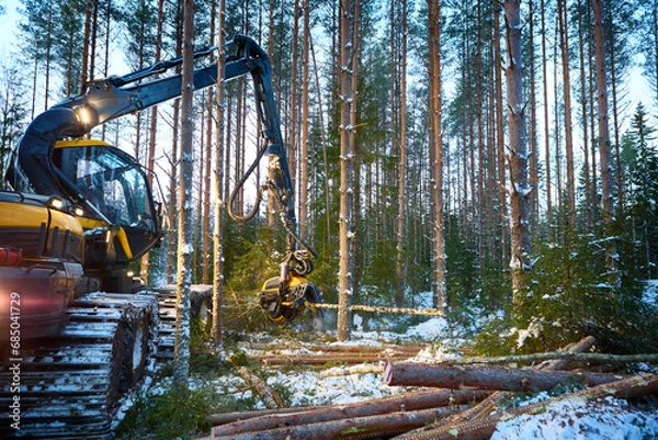 Fototapeta Forest harvester felling a pine tree.