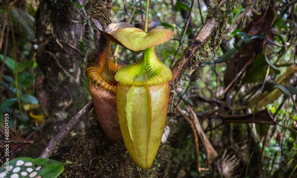 Fototapeta Giant Nepenthes
