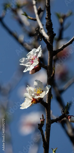 Obraz Almonds flower