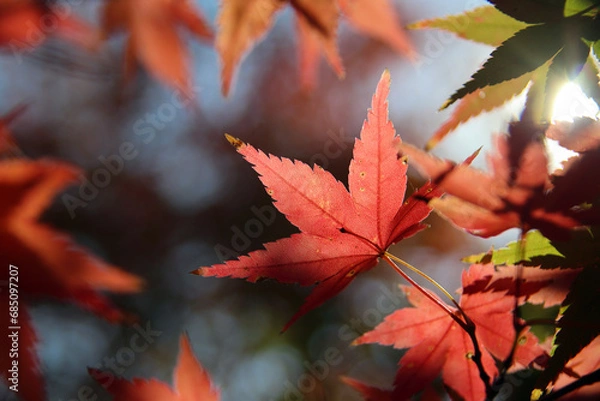 Fototapeta 長崎の長崎公園のモミジ14