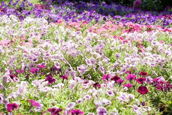 Obraz Petunia flower