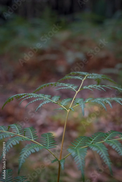 Obraz Fern leaf macro 