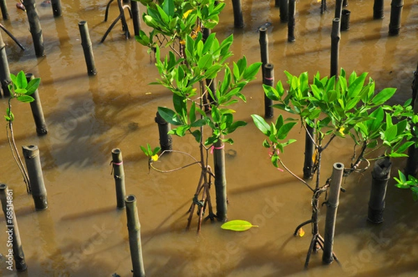 Obraz Young mangroves tree