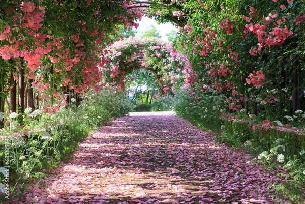 Obraz バラの花びらが落ちている道