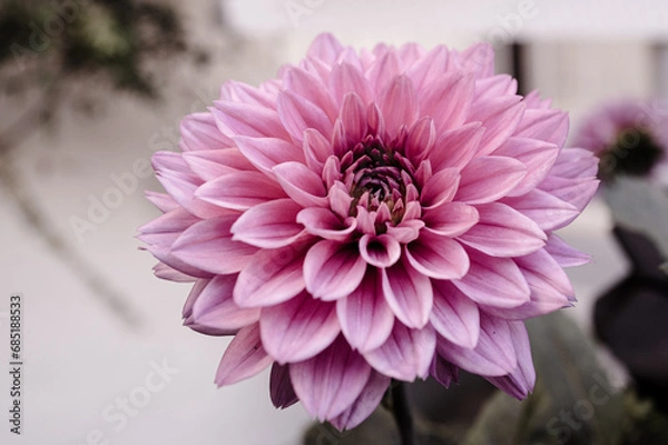 Obraz pink powerful  dahlia flower