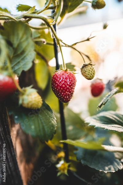 Obraz strawberry in the garden