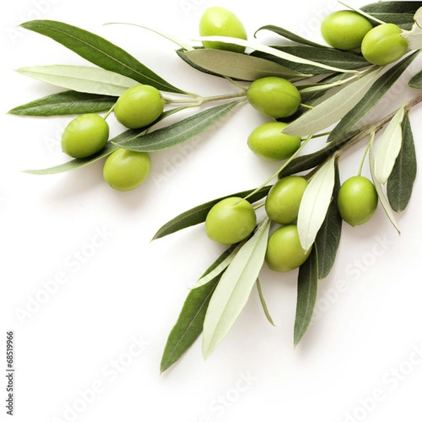 Obraz Oliwki odizolowane