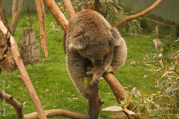 Obraz Australia National Park