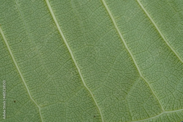 Obraz Green leaf texture background ,super close up