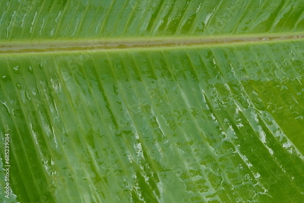 Obraz Green banana leaf abstract background.