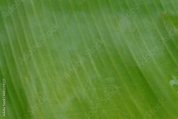 Fototapeta Banana Leaf, top view.texture , super close up