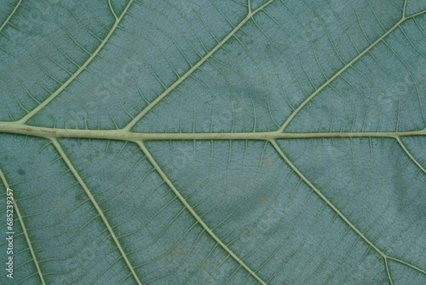 Fototapeta Green leaf with rear structure, macro