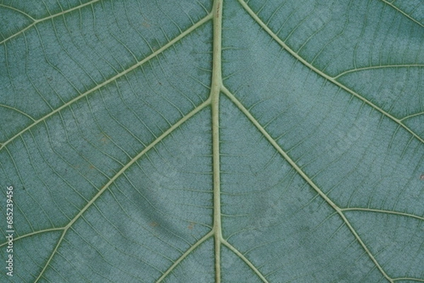 Fototapeta Leaf rear side , super macro view