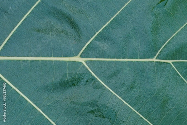 Fototapeta Leaf texture ,super close up view