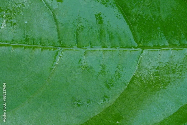 Fototapeta Green leaf texture, super macro view