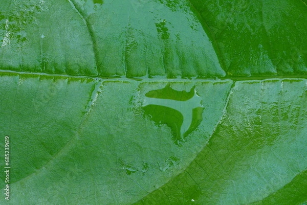 Fototapeta Green leaf texture , Close up view