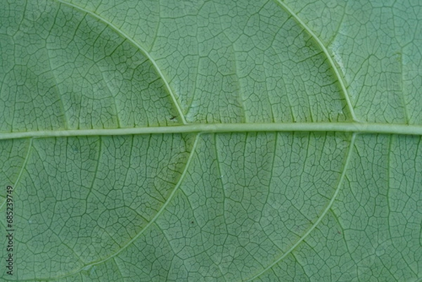 Fototapeta Close up on green rear leaf texture (background)