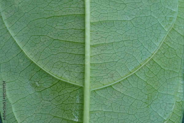 Fototapeta macro view of green leaf