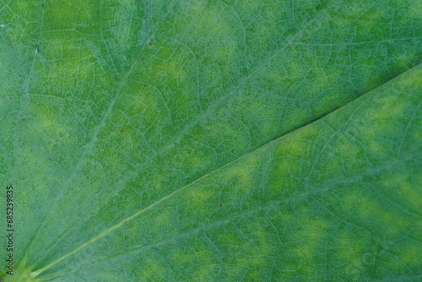 Fototapeta Leaf texture can use for background. Bauhinia acuminata