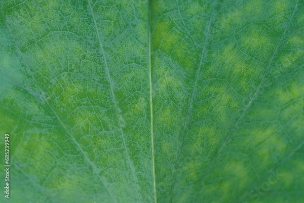 Fototapeta leaf texture, Extreme macro view