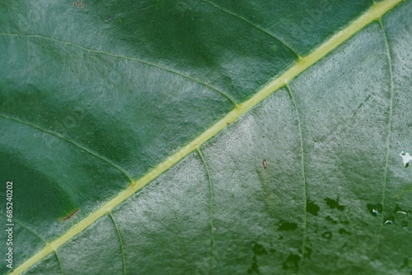 Fototapeta close up green leaf texture, 