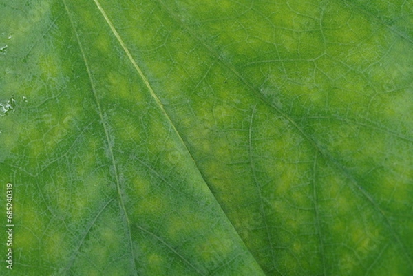 Obraz close up green leaf texture, full frame