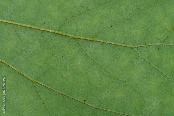 Fototapeta A fresh green leaf background , super close up view