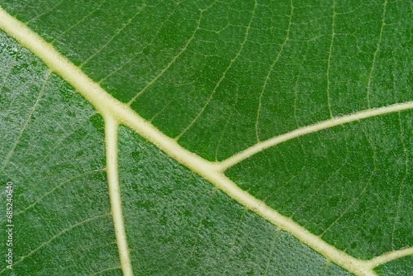 Fototapeta super close up view of leaf