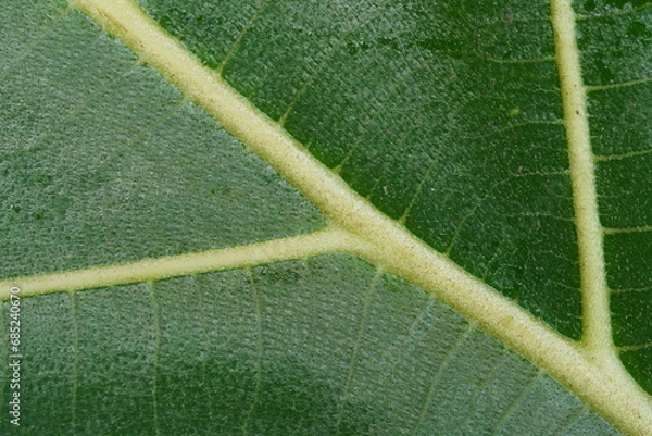 Fototapeta macro  close up view of leaf