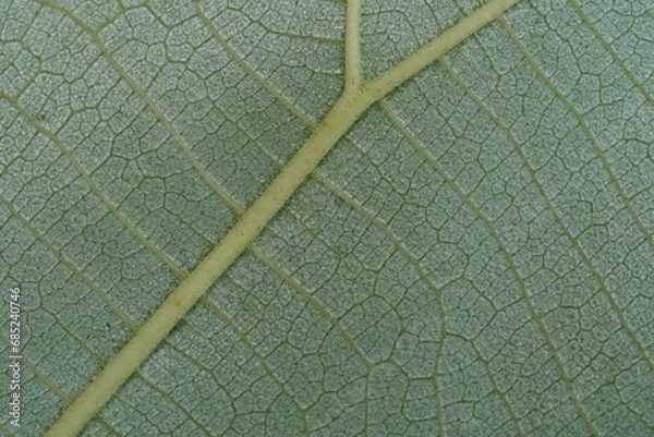 Fototapeta Leaf texture ,super sharp , close up