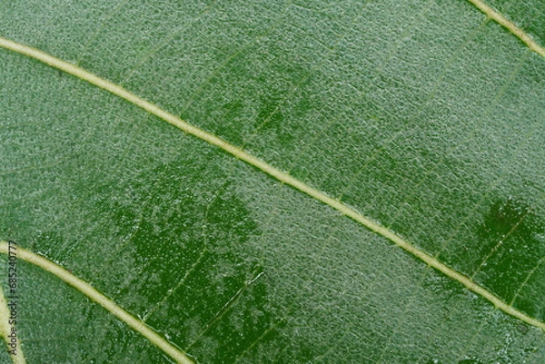 Fototapeta super close up view of leaf texture