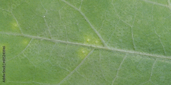 Fototapeta super close up view of leaf ,  banner use