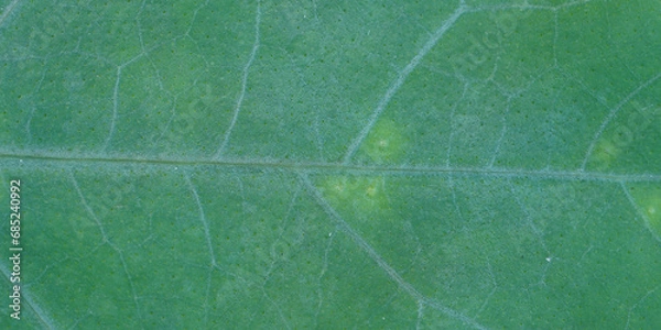 Fototapeta super close up view of dark leaf ,  banner use