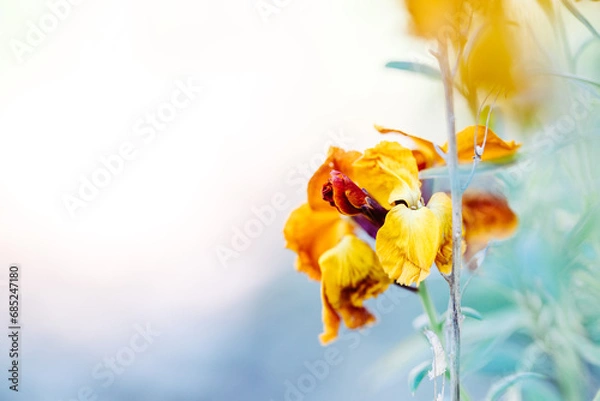 Obraz Studentenblume