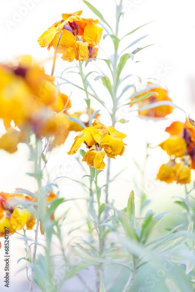 Obraz Studentenblume