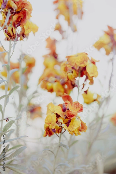 Obraz Studentenblume