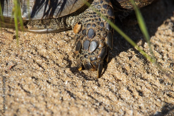 Obraz Turtle Basks in Sunlight on Sandy Retreat