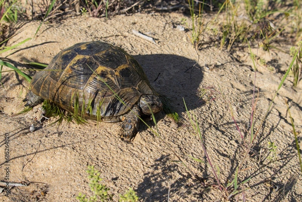 Obraz Turtle Basks in Sunlight on Sandy Retreat