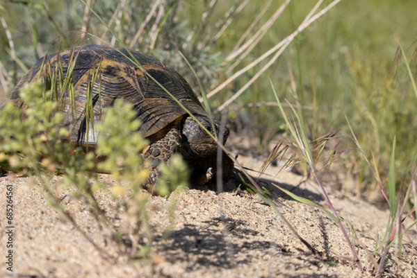Obraz Turtle Basks in Sunlight on Sandy Retreat