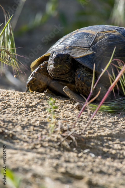 Obraz Turtle Basks in Sunlight on Sandy Retreat