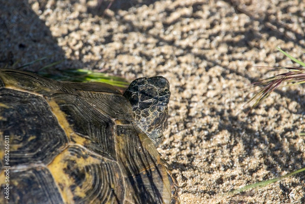 Obraz Turtle Basks in Sunlight on Sandy Retreat